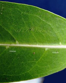 Leaf-Abaxial view